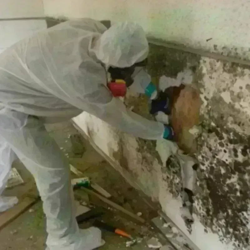 Mold Remediation and Removal in Angola, IN